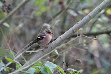 Closeup of a Chaffinch bird perched on a tree branch in a forest in Preston, England