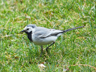 Wagtail. Motacilla. Wagtail on the grass.