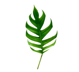 Photo sur Plexiglas Monstera tropical jungle monstera leaves isolated on transparent background PNG file