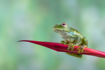 Fototapeta premium Malayan tree frog on a leaf