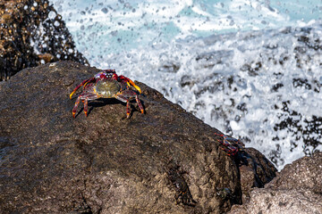 Moorish red legged crab, Grapsus adscensionis at Puerto de la Aldea in Gran Canaria in Spain