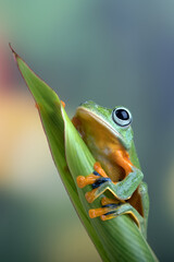 Black-webbed tree frog on a leaf