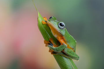 Black-webbed tree frog on a leaf