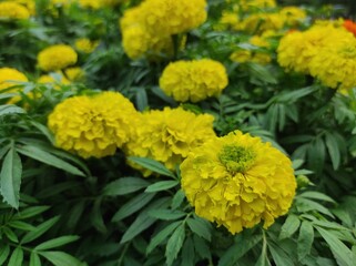 Tagetes erecta,Mexican marigold is a flowering annual herb belonging to the Asteraceae family