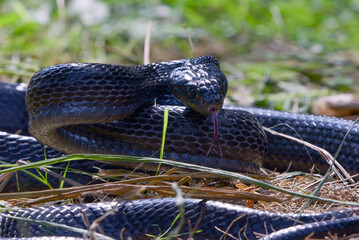 attack pose of an angry black snake