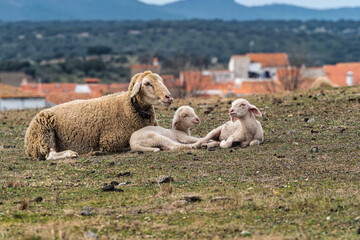 Family of Sheeps lying on a green meadow at Membrio, Extremadura in Spain