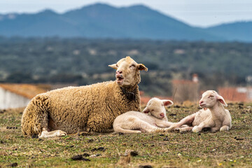 Family of Sheeps lying on a green meadow at Membrio, Extremadura in Spain