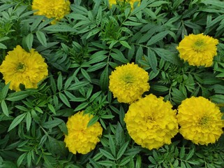 Tagetes erecta,Mexican marigold is a flowering annual herb belonging to the Asteraceae family