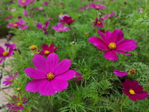 Cosmos bipinnatus, commonly called the garden cosmos or Mexican aster, is a medium-sized flowering herbaceous plant in the daisy family Asteraceae