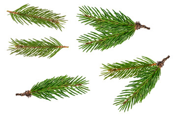 Fir branch isolated png transparent. christmas tree. Christmas green spruce branch. green fir tree...