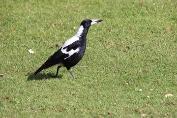 Australian magpie in australia