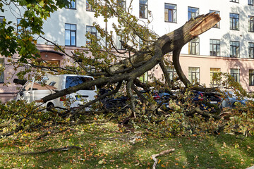 a strong wind broke a tree that fell on a cars parked nearby