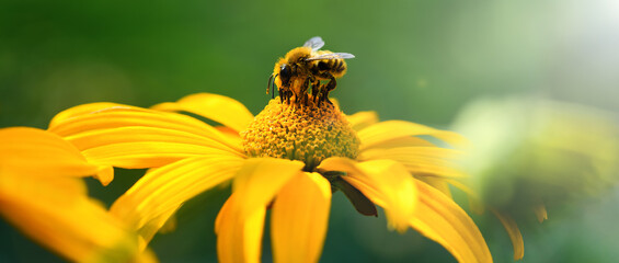 Bee and flower. Close up of a large striped bee collecting pollen on a yellow flower on a Sunny  day. Banner