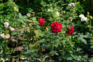 Beautiful red roses in the garden. Summer floral background