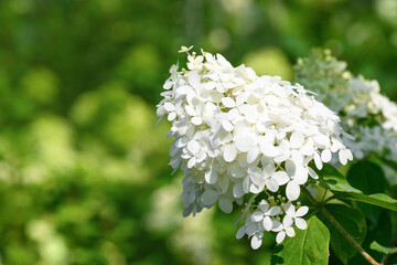White hydrangea flowers in the garden close-up. Summer floral background