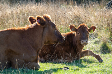 pretty brown cow lying down with her calf in Keyhaven and Lyming nature reserve
