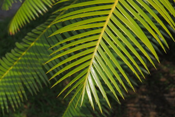 Tropical green palm leaves for background