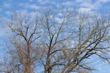 Fototapeta na wymiar This is a picture of a beautiful tee without leaves. All of the branches are bare due to the impending Fall season in Pennsylvania. The blue sky in the background with the scattered clouds.