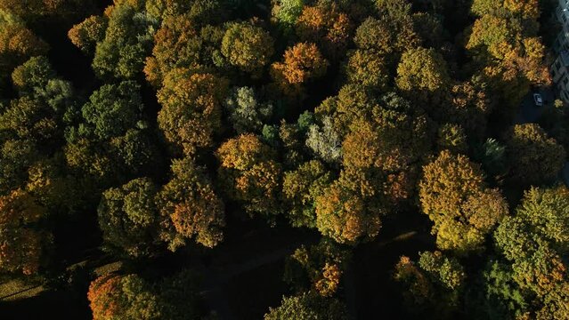 Aerial shot of trees in a forest with leaves changing colors in transition for the autumn season
