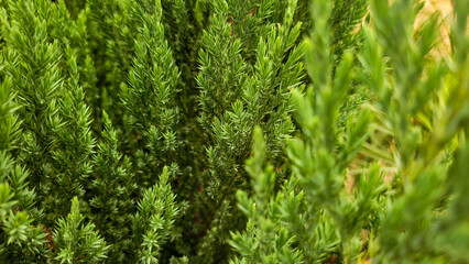 green christmas pine,beautiful christmas pine,pine without christmas decoration, christmas tree without decoration