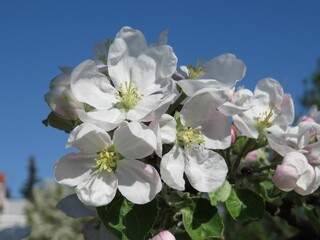 Closeup shot of an apple blossom