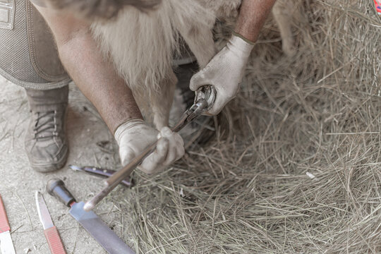 Mar&eacute;chal ferrant effectuant un parage sur les pieds d'un b&eacute;b&eacute; poney shetland
