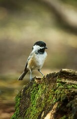 Vertical shot of adorable Black-capped chickadee perched on mossy rock on blur background
