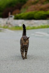 Front view of a grumpy tabby cat walking on the road, vertical shot