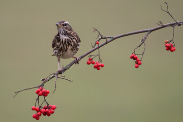 Redwing perched on a branch with red berries