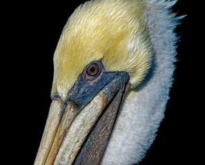 Closeup portrait of a beautiful pelican isolated on dark background