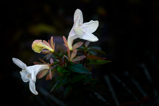 abelia 02 - fiore bianco in campo scuro