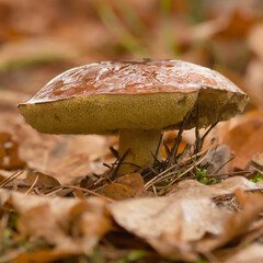 Edible and inedible mushrooms found in Poland. © Adam