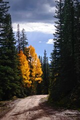 Vertical of sunlit golden fall aspen trees in thick pine trees lining a dirt road with dark clouds