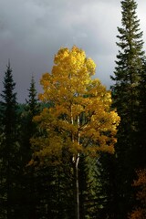 Vertical of alone yellow aspen with a tip spotlit by sunlight, thick pine forest, dark cloudy day