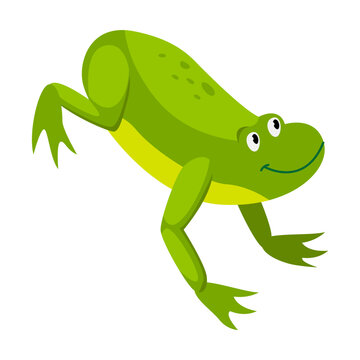 Green frog jumping. Cartoon vector illustration. Leaping toad on white background. Funny water animal. Nature, movement, amphibia, reptile, fauna concept for design