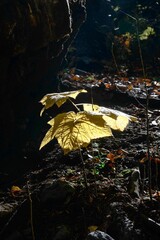 Selective focus of small choke cherry plant with yellow leaves glowing in sun spotlight in Colorado