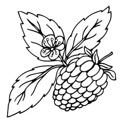 Raspberry vector drawing. Isolated berry branch sketch on white background. Summer fruit engraved style illustration. Detailed hand drawn vegetarian food. Great for label, poster, print