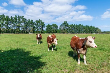 Fototapeta na wymiar Healthy cows in a green paddock, in the Otaki region of the Kapiti Coast in New Zealand