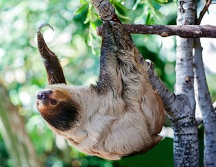 Closeup shot of a baby sloth with a brown head hanging upside down on the branch © Photobyjohnjoulakian/Wirestock Creators
