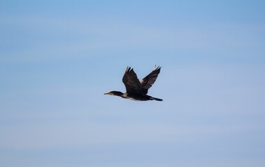 Great cormorant (Phalacrocorax carbo) flying with a blue sky in the background