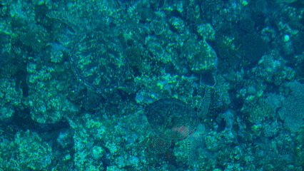 海の中のウミガメ　石垣島　グラスボート