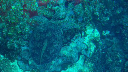 グラスボートから見るウミガメ　沖縄　石垣島