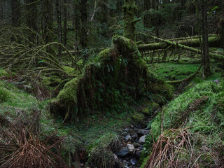Old storm damage showing exposed root systems in Strachur Forest by Balliemeanoch. Strachur. Argyll and Bute. Scotland
