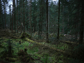 Old storm damage showing exposed root systems in Strachur Forest by Balliemeanoch. Strachur. Argyll and Bute. Scotland