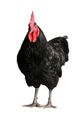 Isolated Black Australorp on white background. Six months old.