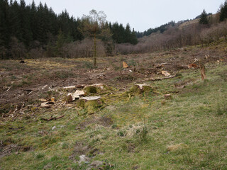 On the Loch Lomond and Cowal way, a wooden footbridge over the River Cur  in Strachur Forest by...