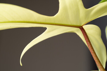 Close up of Philodendron Florida Ghost variegated leaf and red petiole with isolated grey background. Philodendron Florida Ghost Mint © JCM