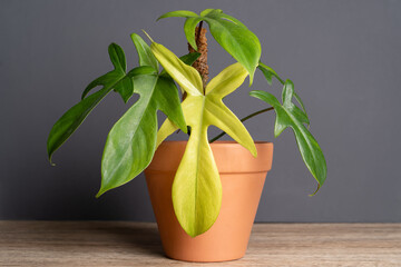 Philodendron Florida Ghost plantwith mint colour new leaf in terracotta pot on wooden table and...