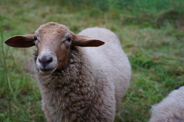 Fototapeta premium Schafe auf der Weide in der Oberlausitz