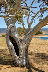 Fototapeta premium Jindabyne, New South Wales, Australia: Tree near Lake Jindabyne. Jindabyne is a tourist destination near the Snowy Mountains.
